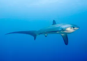 Deep Adventure Dive on Monad of Kimud Shoal