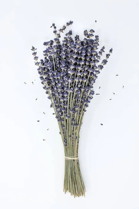 Dried Organic Lavender Bunch|100% Natural Real Dry Flower for Home,Office,Shop Decor & Fragrance, Wedding, Positivity, Yoga, Meditation, Air purify|14" length|Each bunch 30-35gm(70  stems)|(Pack of 2)