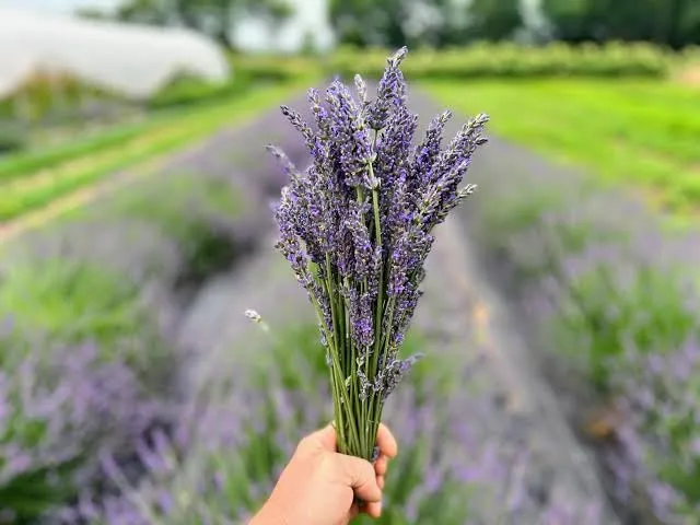 Dried Organic Lavender Bunch|100% Natural Real Dry Flower for Home,Office,Shop Decor & Fragrance, Wedding, Positivity, Yoga, Meditation, Air purify|14" length|Each bunch 30-35gm(70  stems)|(Pack of 2)